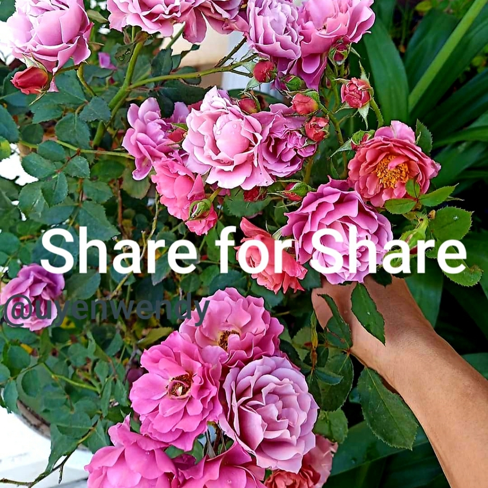 🤝SHARING IS CARING 🤝